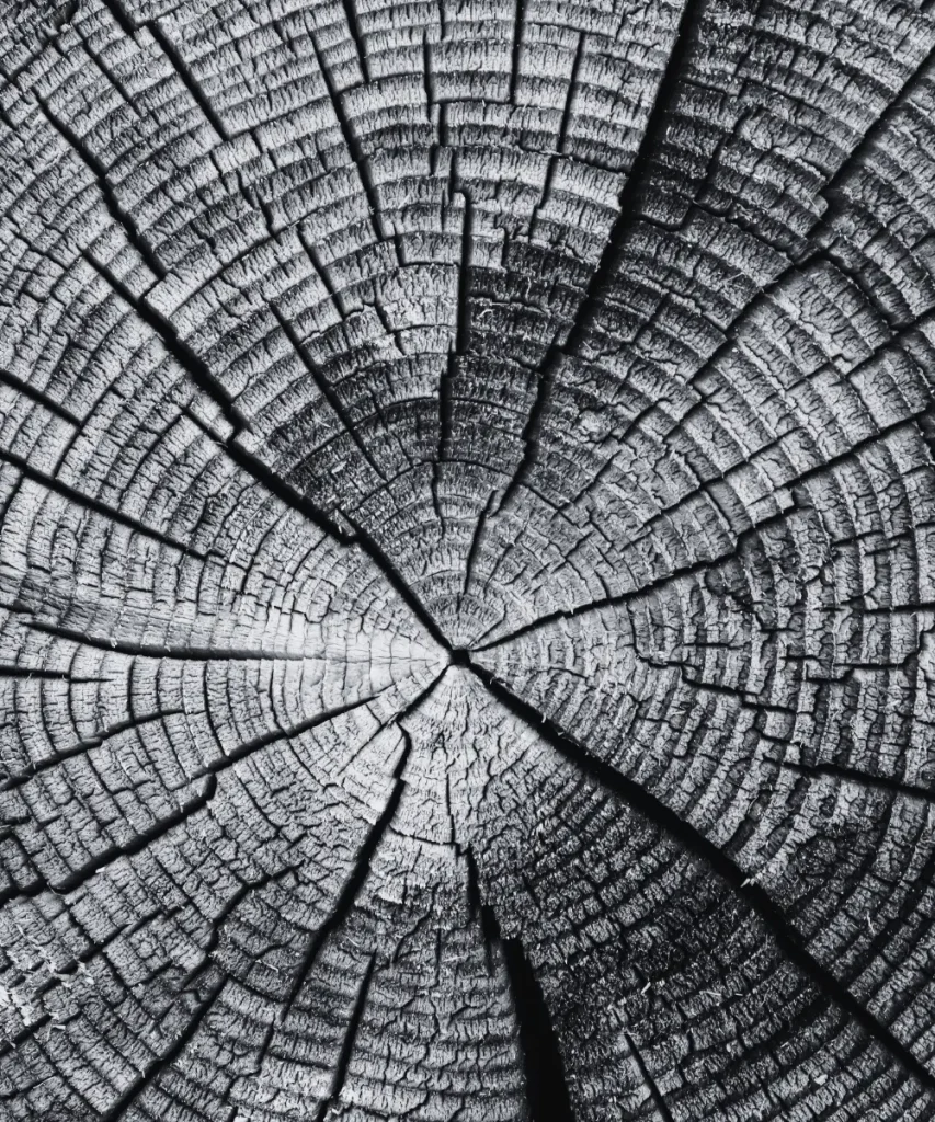 Tree rings preserved